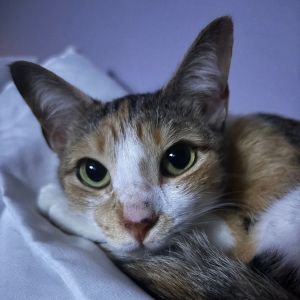 Mango, Adult Female Domestic Short Hair