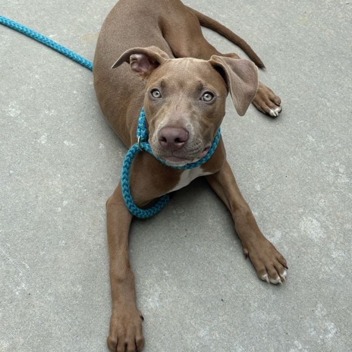 Denzel 2