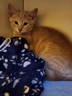 Chai (Balcony Kitten), Baby Male Domestic Short Hair