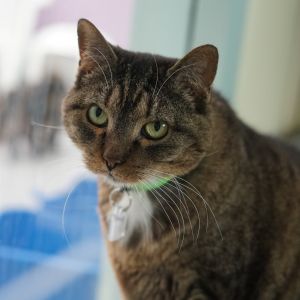 TJ, Senior Female Domestic Short Hair