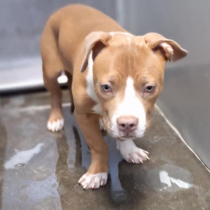 Luxe, an adoptable Pit Bull Terrier in Garden City, KS, 67846 | Photo Image 1