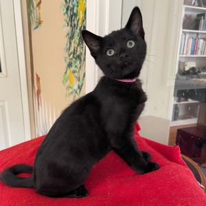 Aria Domestic Short Hair Cat