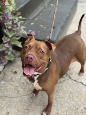Fawn, Adult Female Mixed Breed