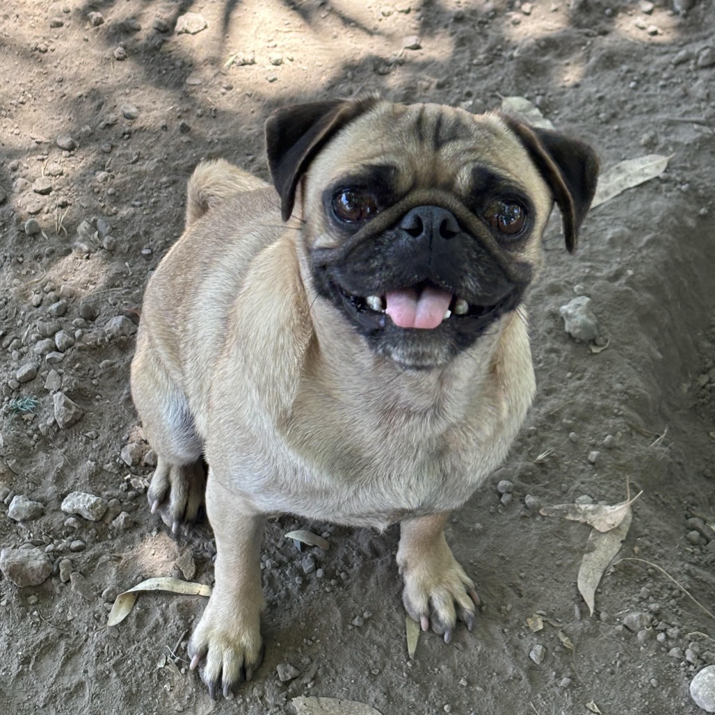 Penny