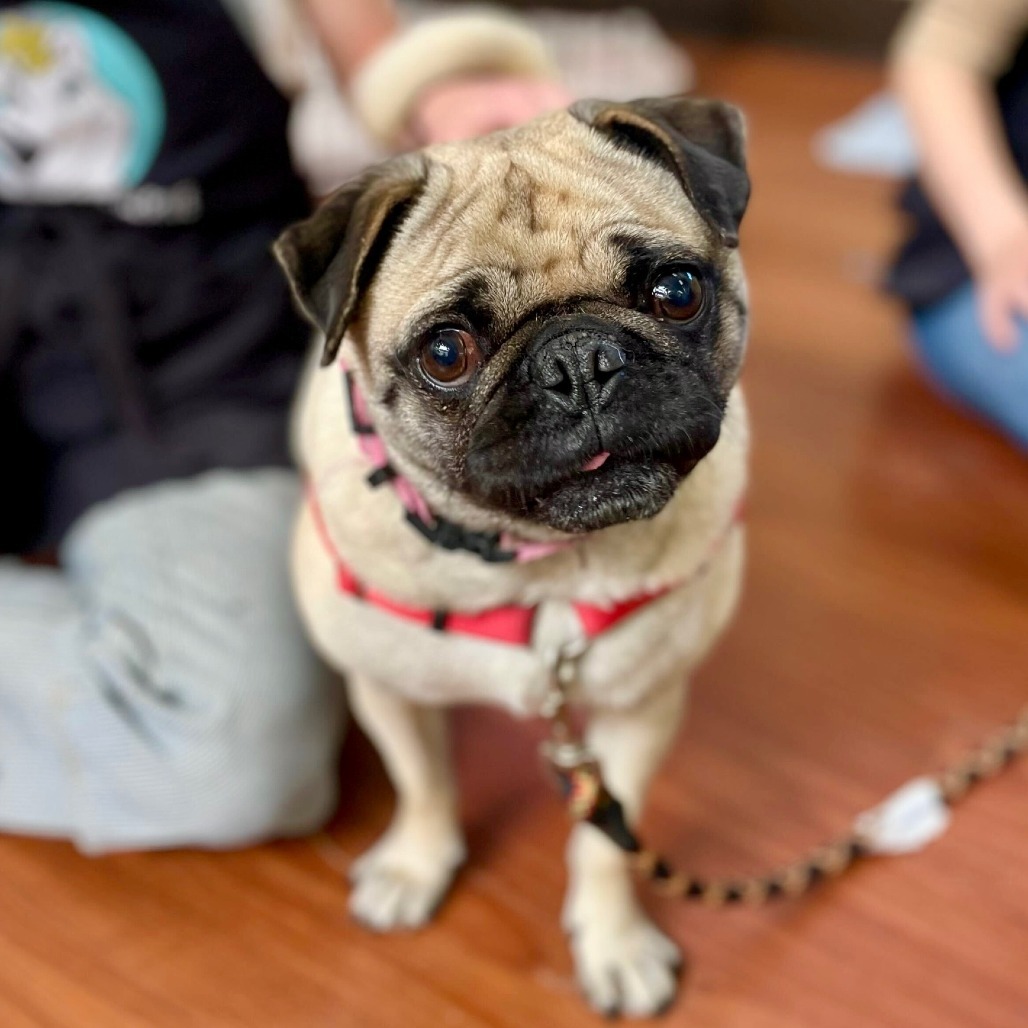 Penny