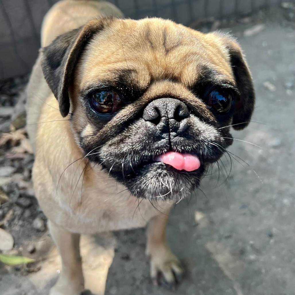 Penny