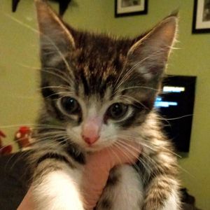 Eclipse, Baby Male Domestic Short Hair