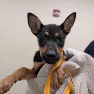 Sadie, Baby Female Mixed Breed