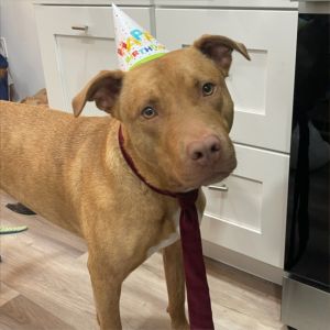 Kai, Adult Male Pit Bull Terrier