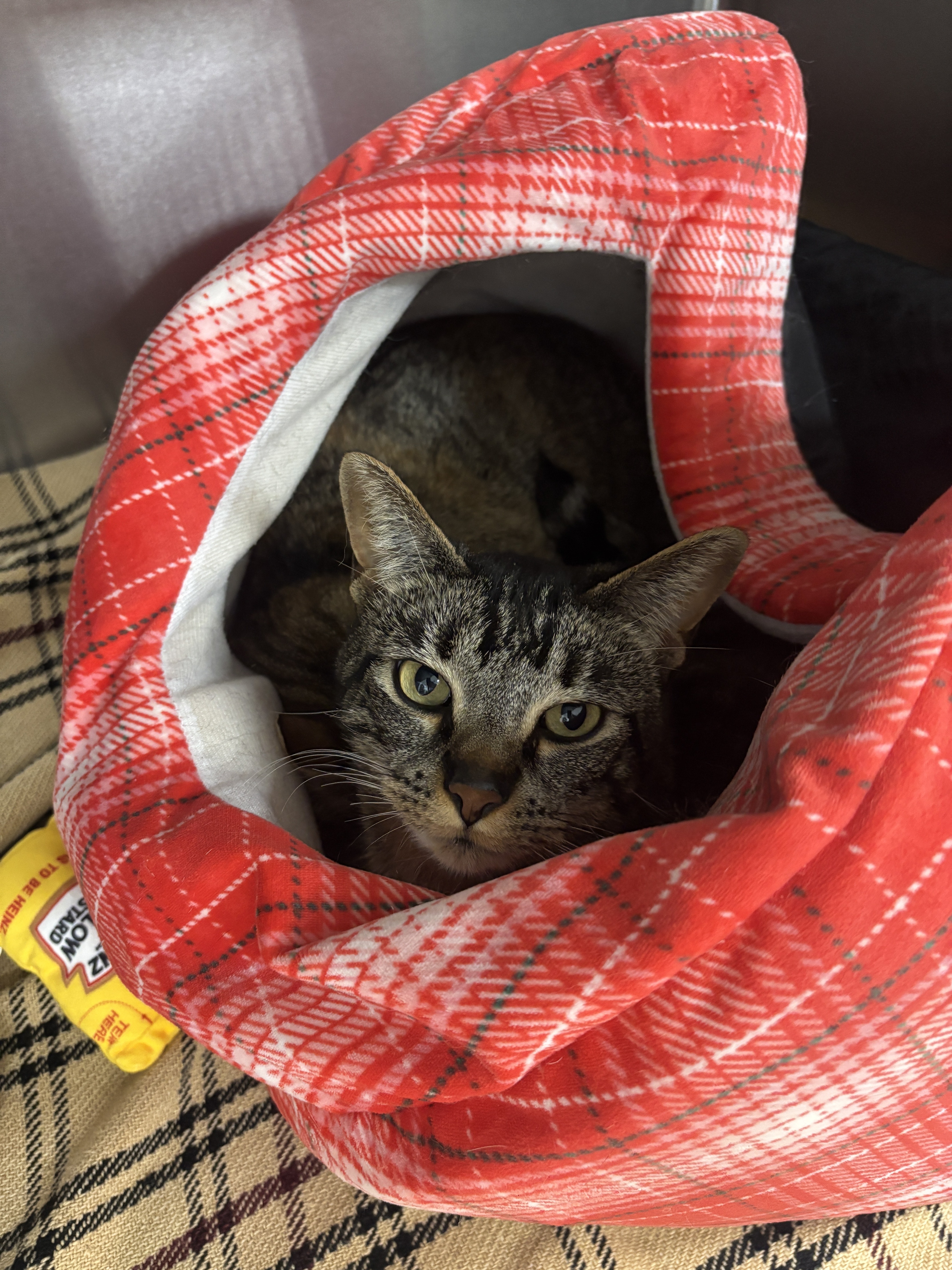 River - Bonded with Willow - Adoption fee fully sponsored by Jack Metcalf