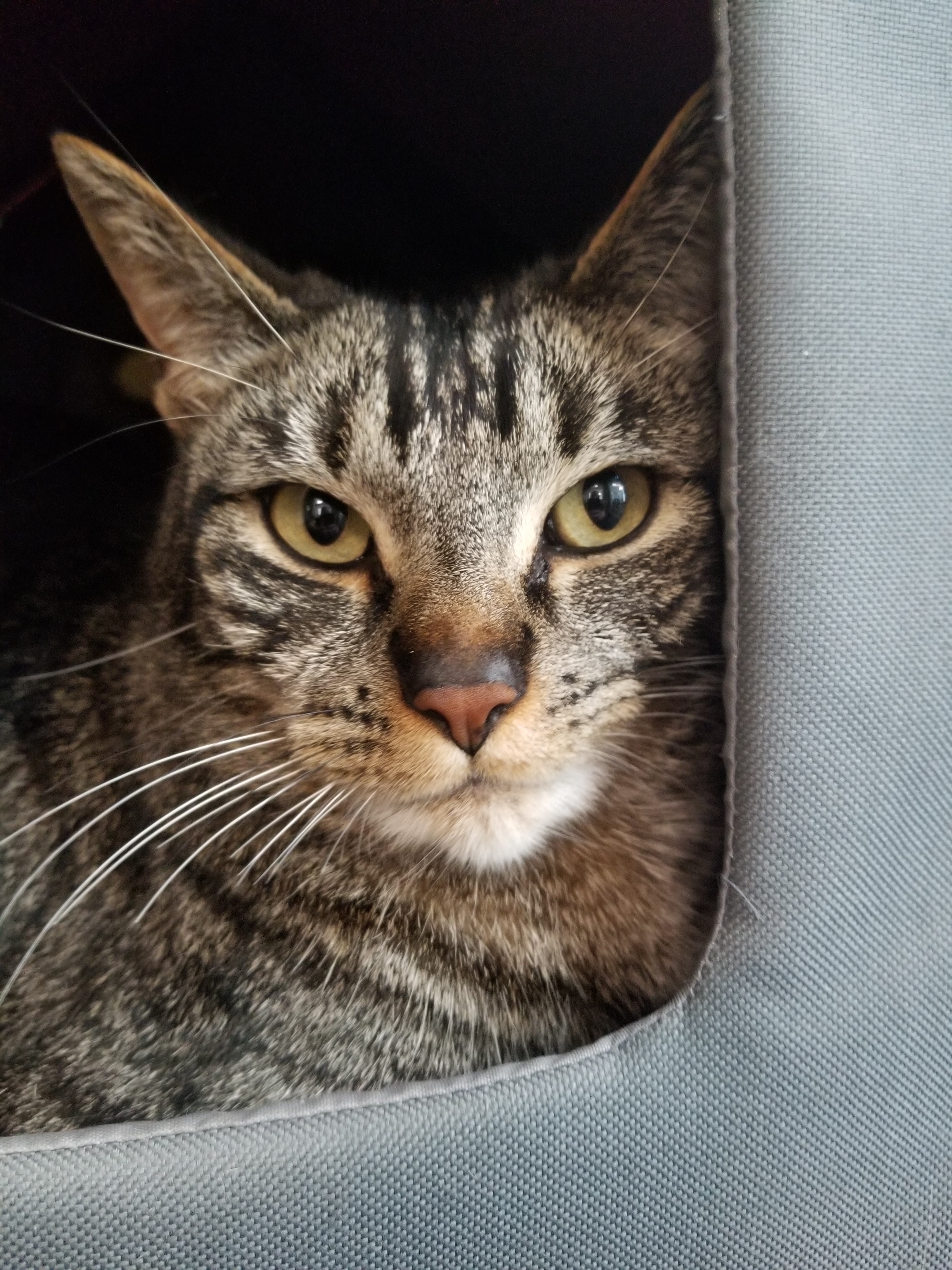 River - Bonded with Willow - Adoption fee fully sponsored by Jack Metcalf