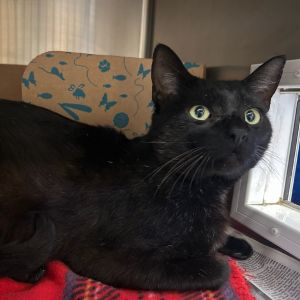 Wizard Domestic Short Hair Cat