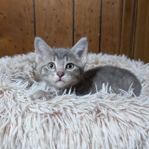 Pet Image