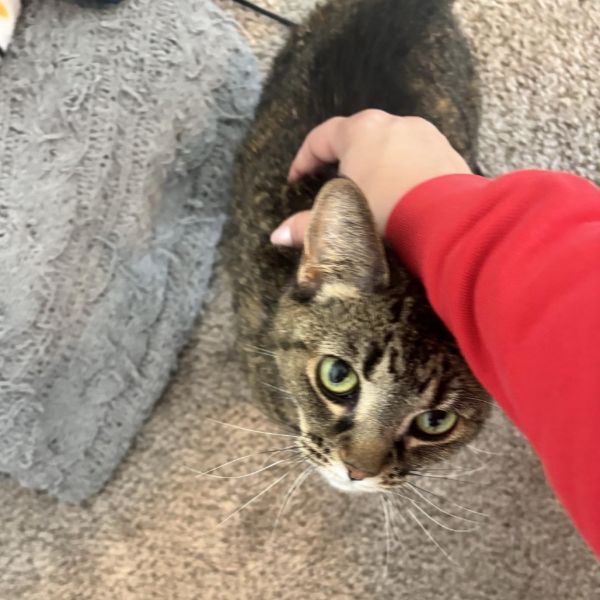 Pet Image
