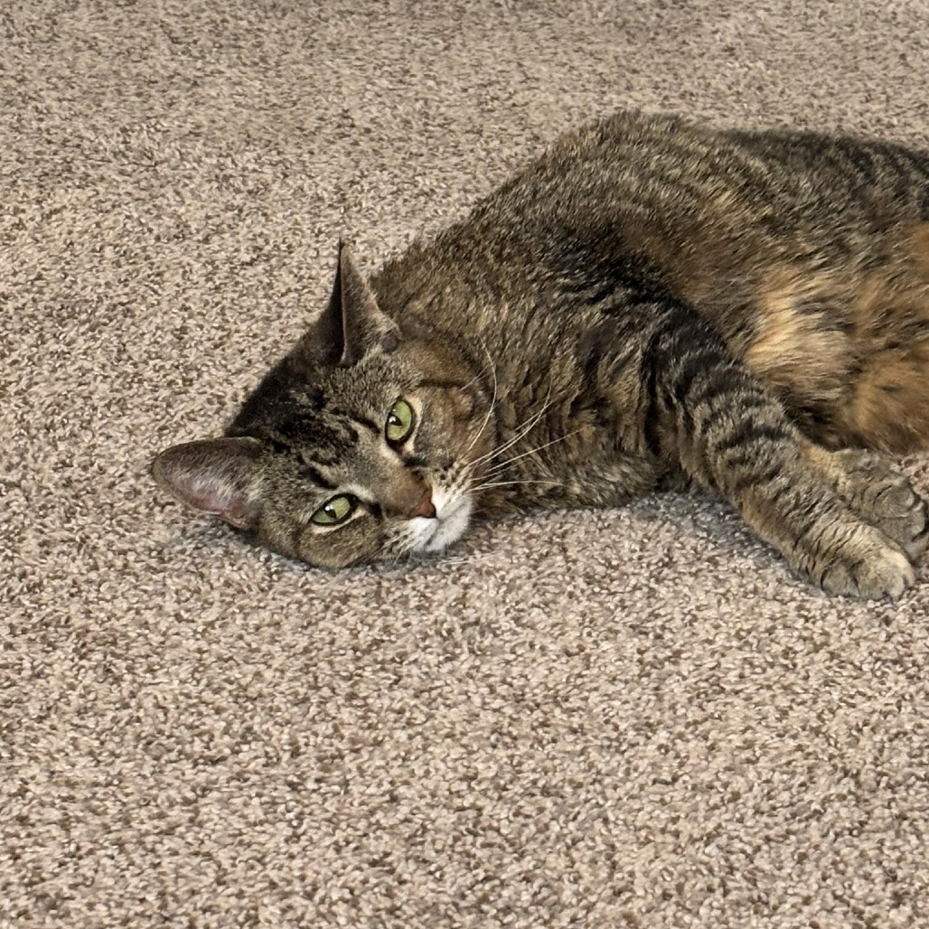 Tigress