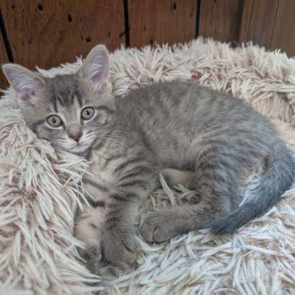 Pet Image