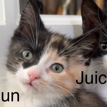 Pet Image