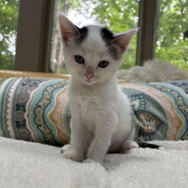 Pet Image