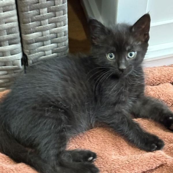 Pet Image