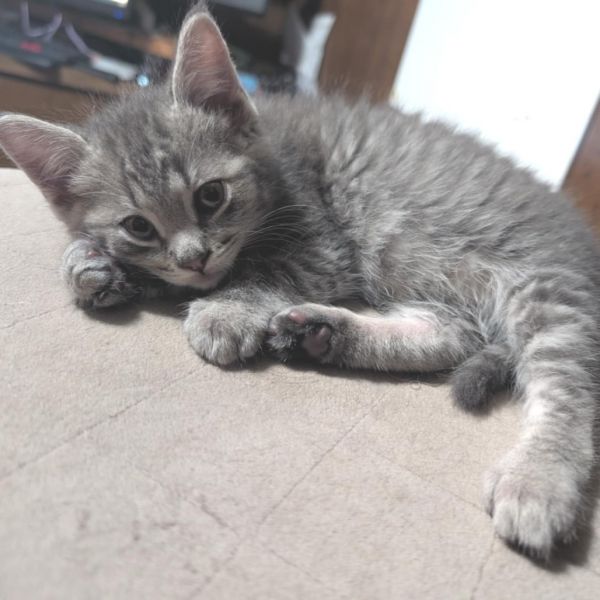 Pet Image