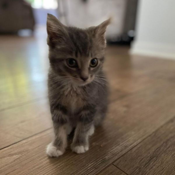 Pet Image