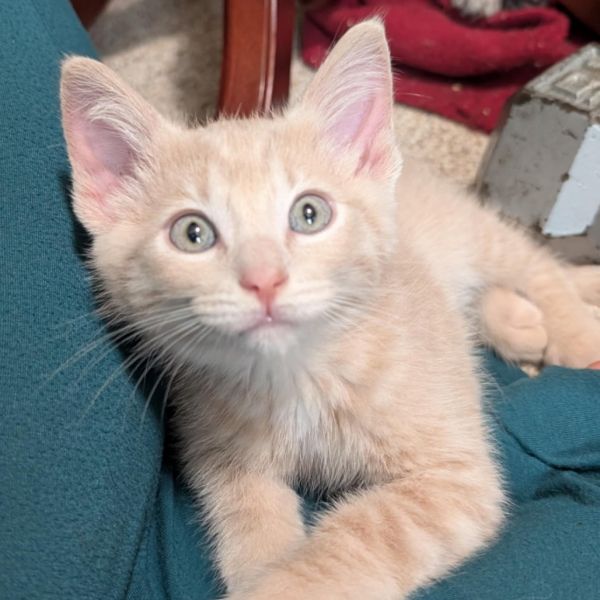 Pet Image