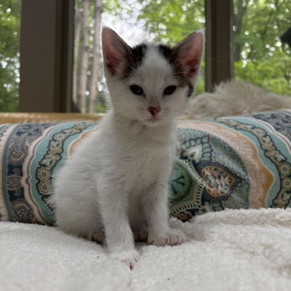 Pet Image