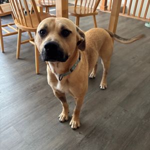 Gumball, Adult Male Mixed Breed