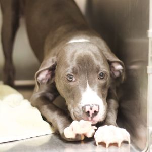 Shaggy 21541, Baby Male Pit Bull Terrier