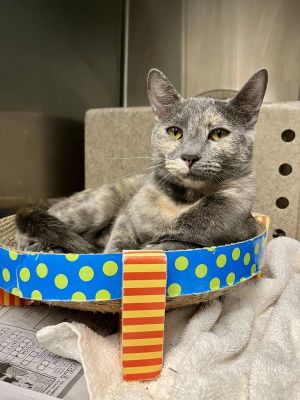 Royal Farms, Young Female Domestic Short Hair