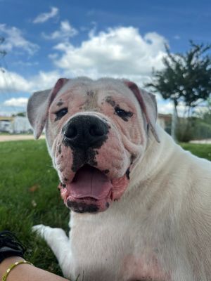 Mr. Leslie, Young Male Bullmastiff