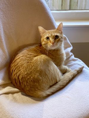 Poppi (New Digs), Adult Female Tabby