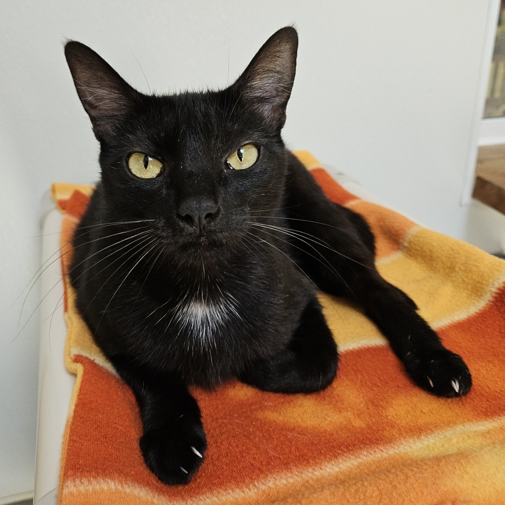 Sunflower, an adoptable Domestic Short Hair in Fort Bragg, CA, 95437 | Photo Image 1