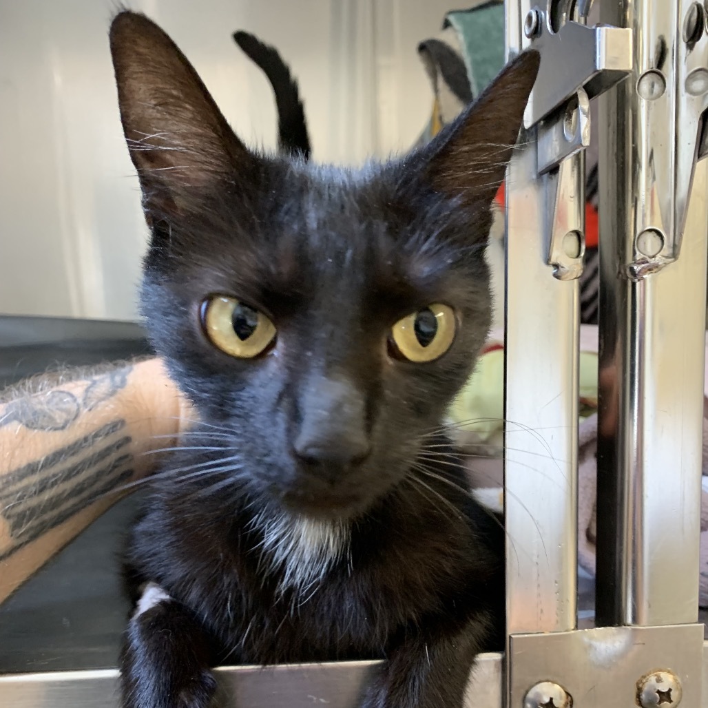 Sunflower, an adoptable Domestic Short Hair in Fort Bragg, CA, 95437 | Photo Image 2