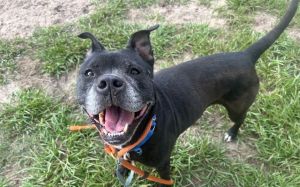 ZOE, Senior Female American Staffordshire Terrier