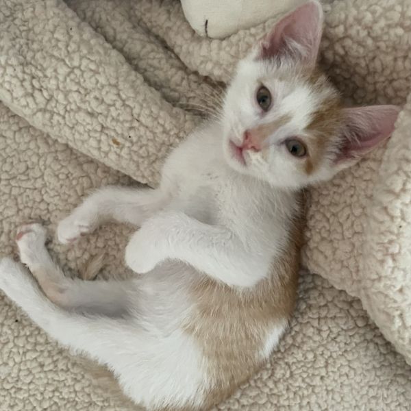Pet Image