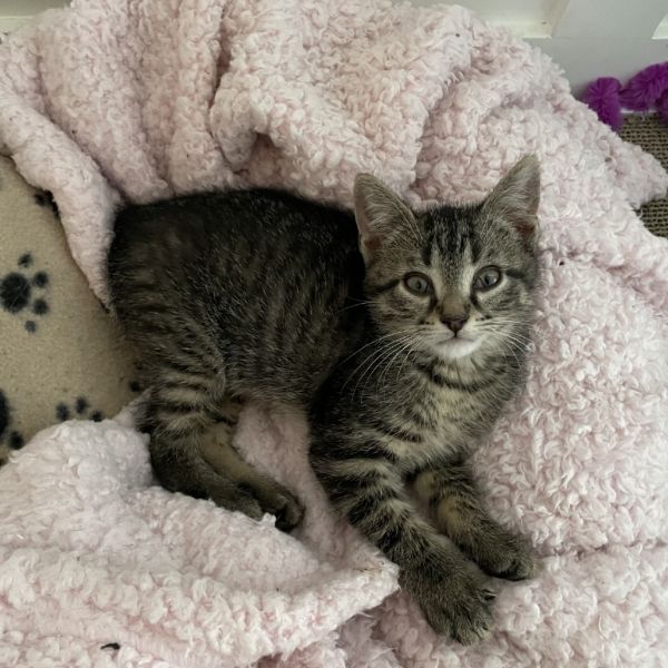 Pet Image