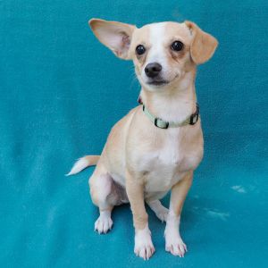 TOFFEE, Young Female Chihuahua