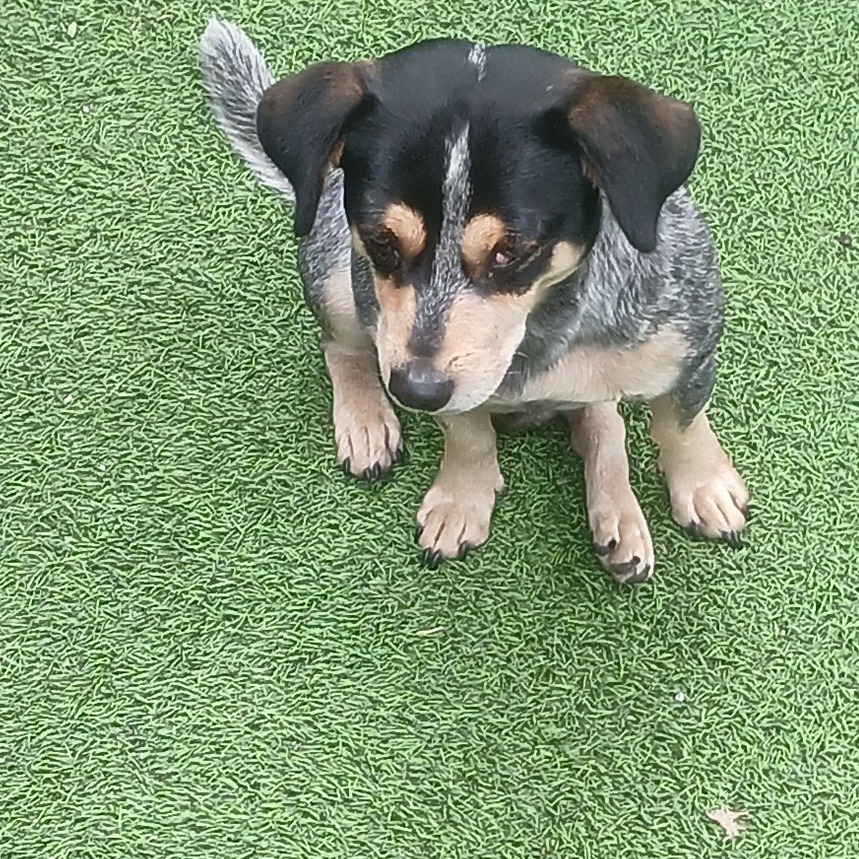 Romeo