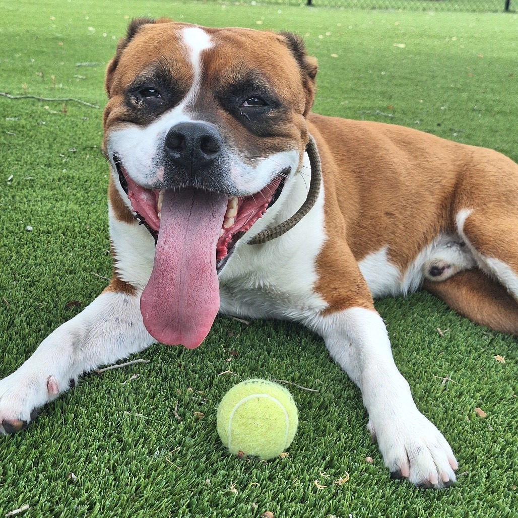 Hemi
