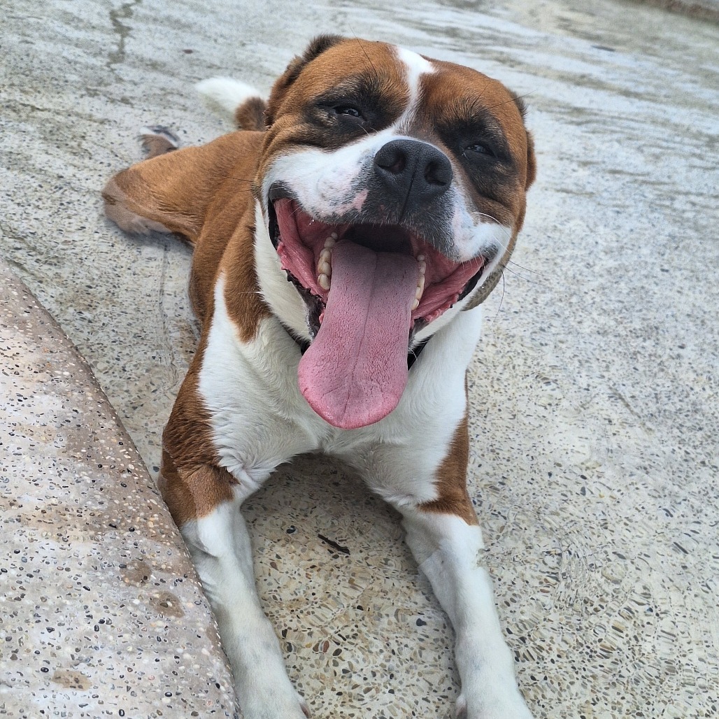 Hemi