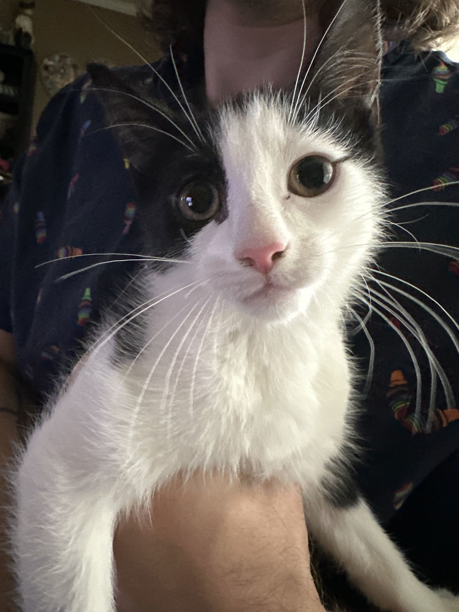 Olive Garden&#39;s Mozzarella KITTEN