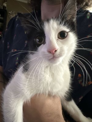 Olive Garden&#39;s Mozzarella KITTEN, Baby Female American Shorthair