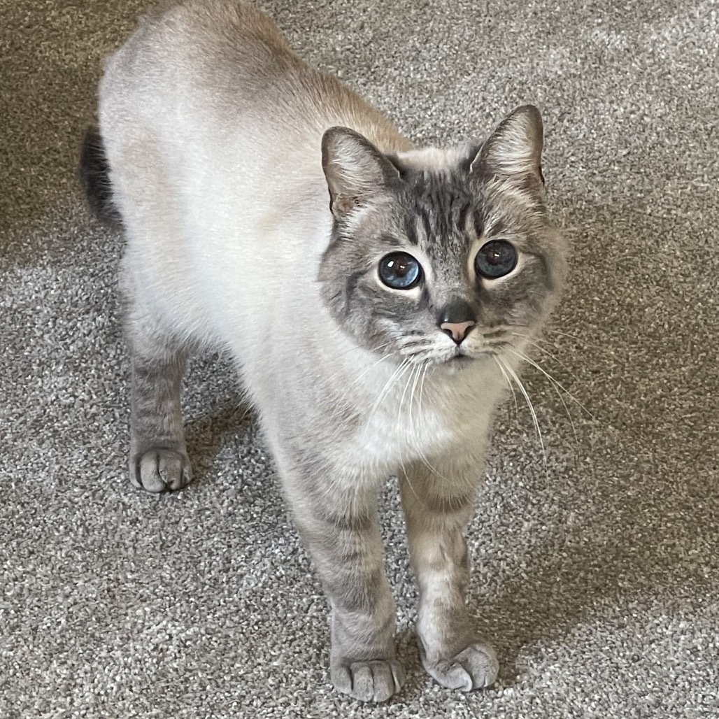 Moji