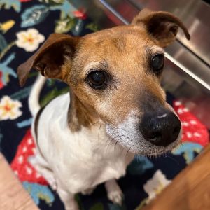 Herb, Senior Male Rat Terrier