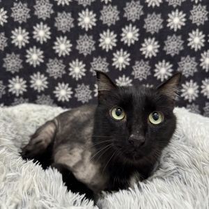 Sake, Senior Male Domestic Short Hair