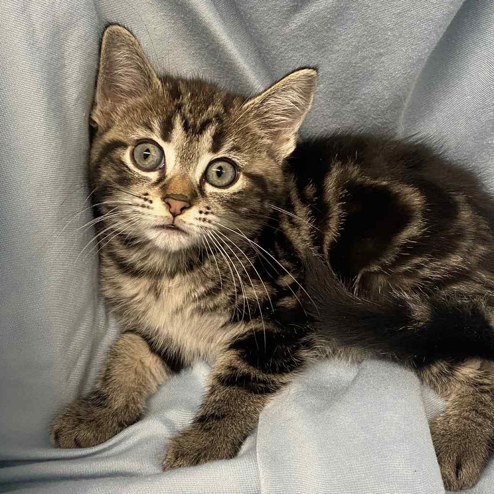 Saba
