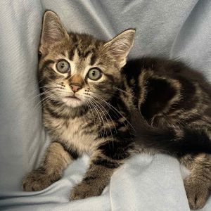 Saba, Baby Female Domestic Short Hair