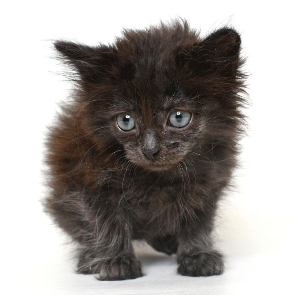 Pet Image