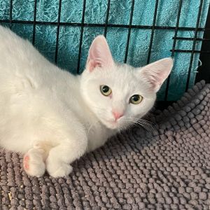 Ciaramicola is a slightly timid but very sweet kitty who is looking for a quiet 